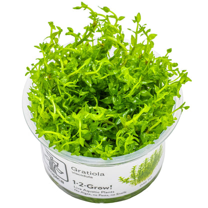 Gratiola viscidula