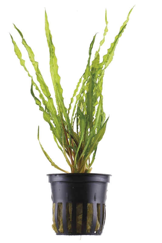 Cryptocoryne crispatula