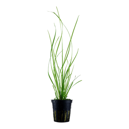 Cyperus helferi