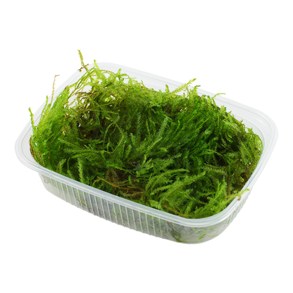 Taxiphyllum sp. 'Spiky Moss'