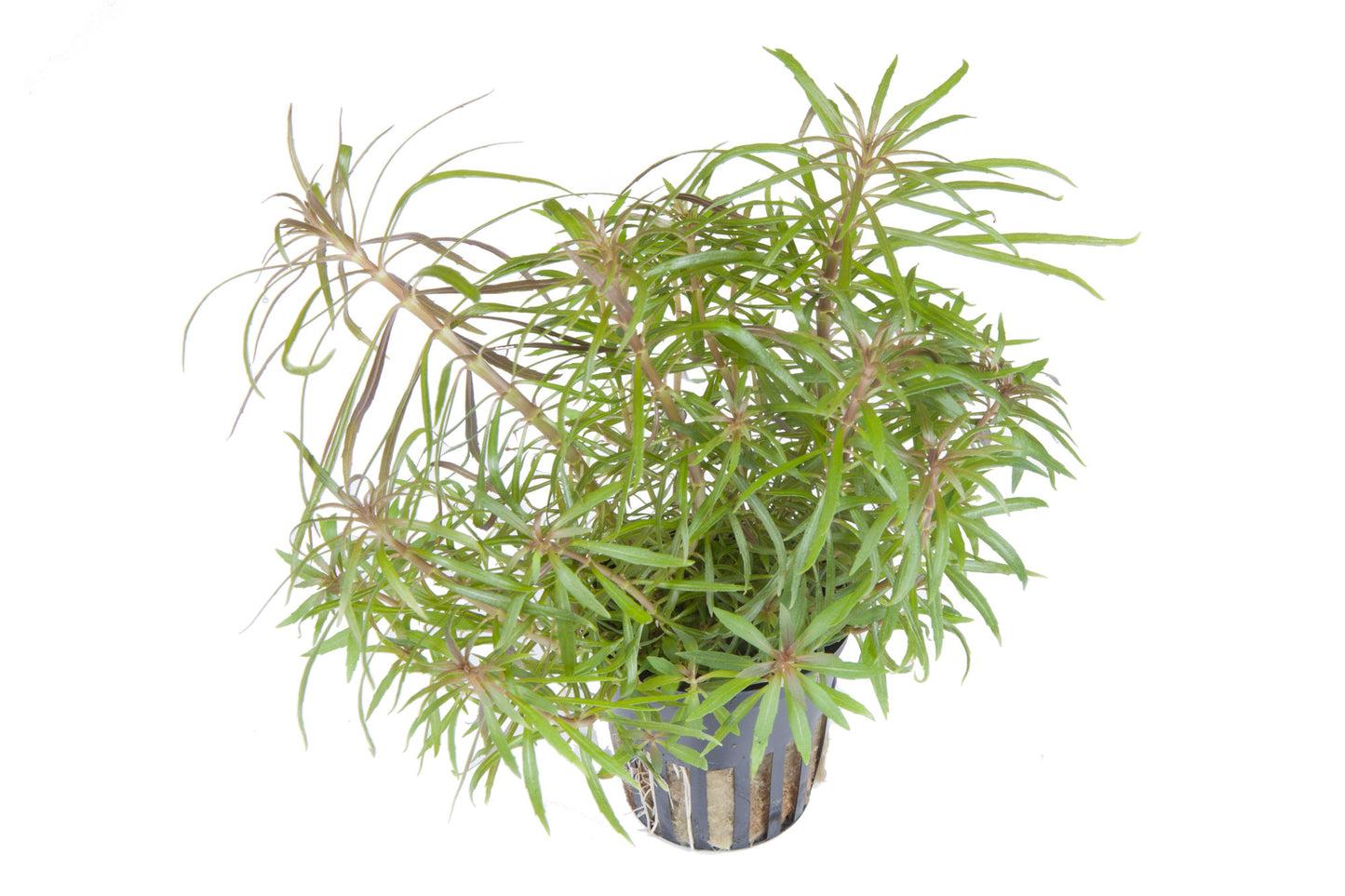 Pogostemon stellatus