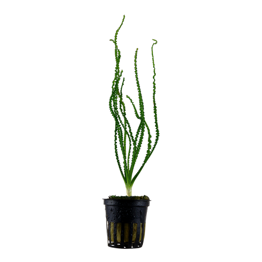 Crinum calamistratum