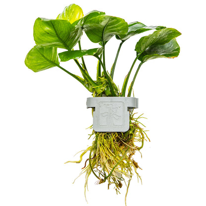 Anubias barteri ’Coin Leaf’