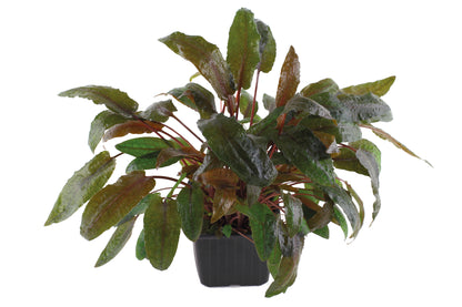 Cryptocoryne wendtii 'Tropica'