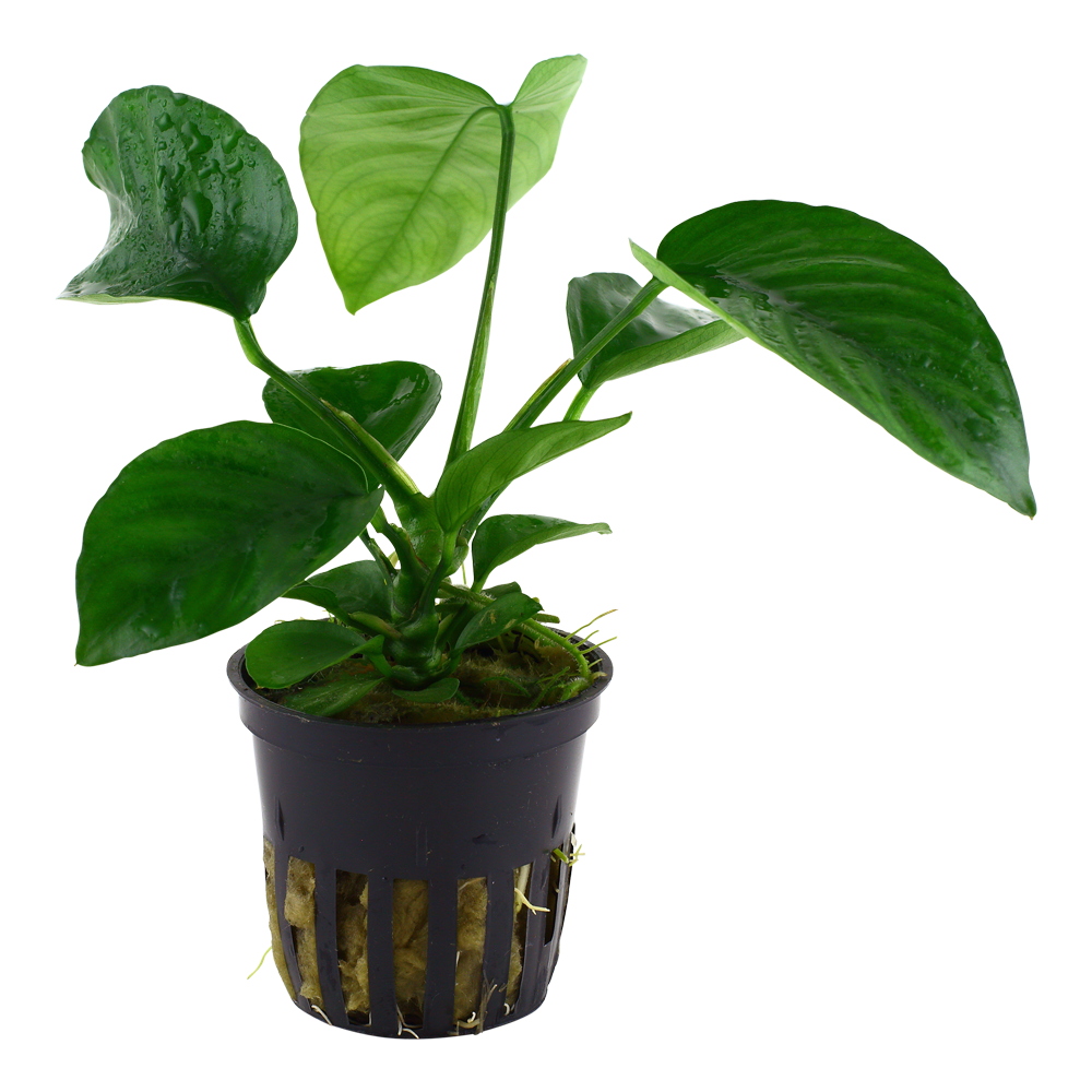 Anubias barteri caladiifolia