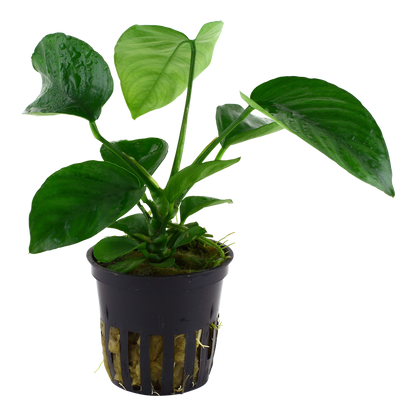 Anubias barteri caladiifolia