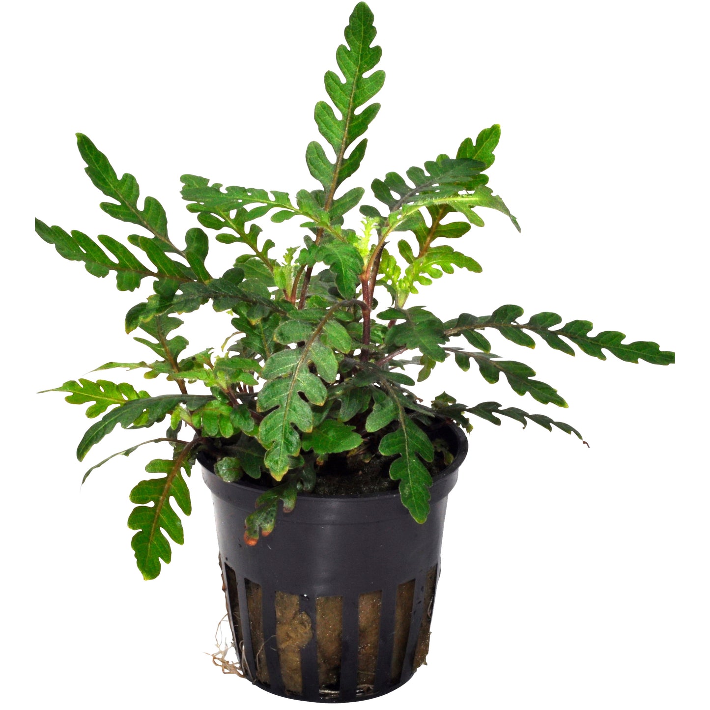 Hygrophila pinnatifida