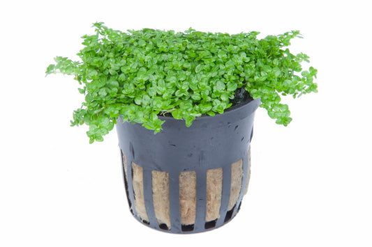 Micranthemum callitrichoides 'Cuba'