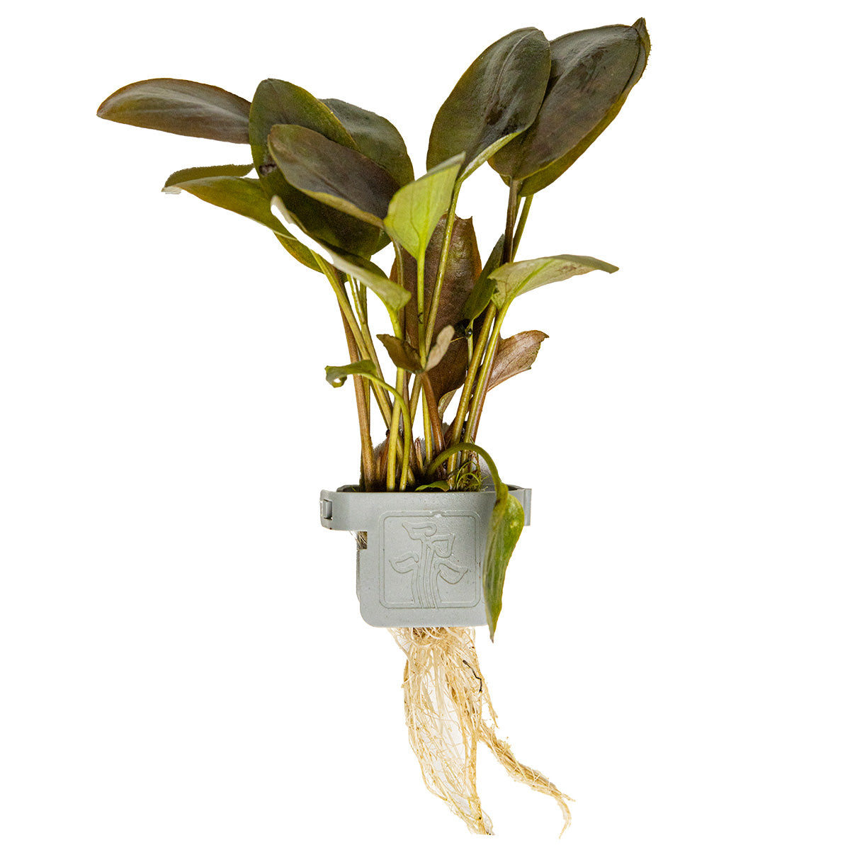 Lagenandra meeboldii 'Red'