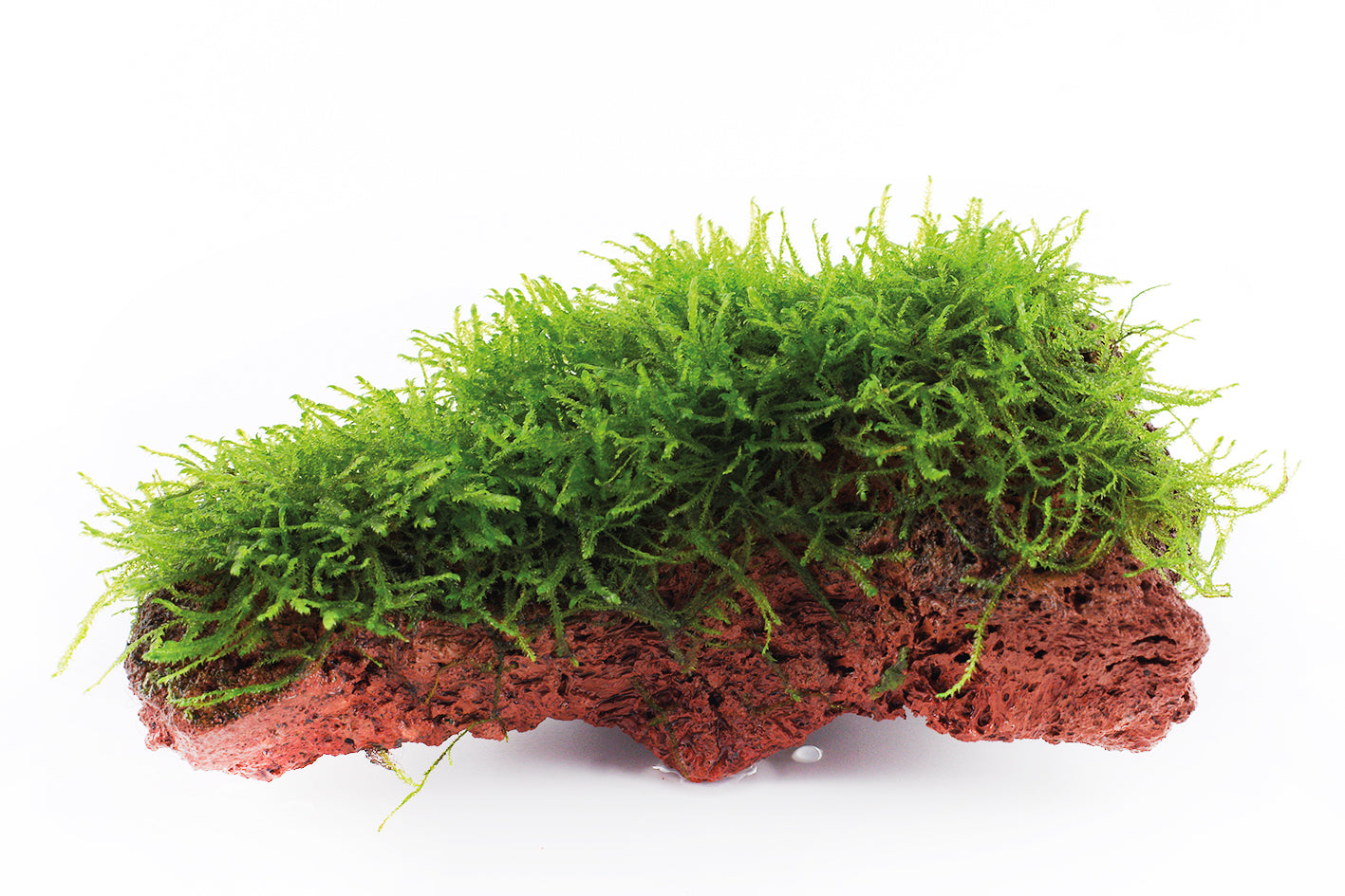 Taxiphyllum barbieri 'Bogor Moss'