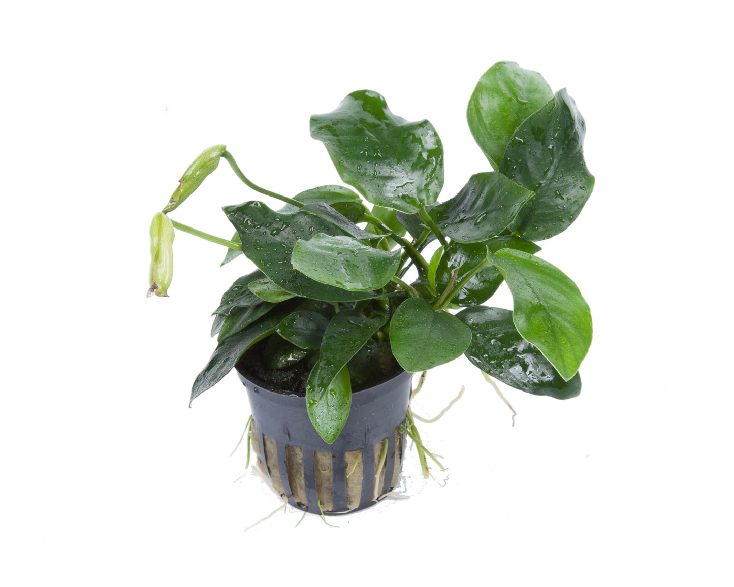 Anubias barteri var. nana 'Large'