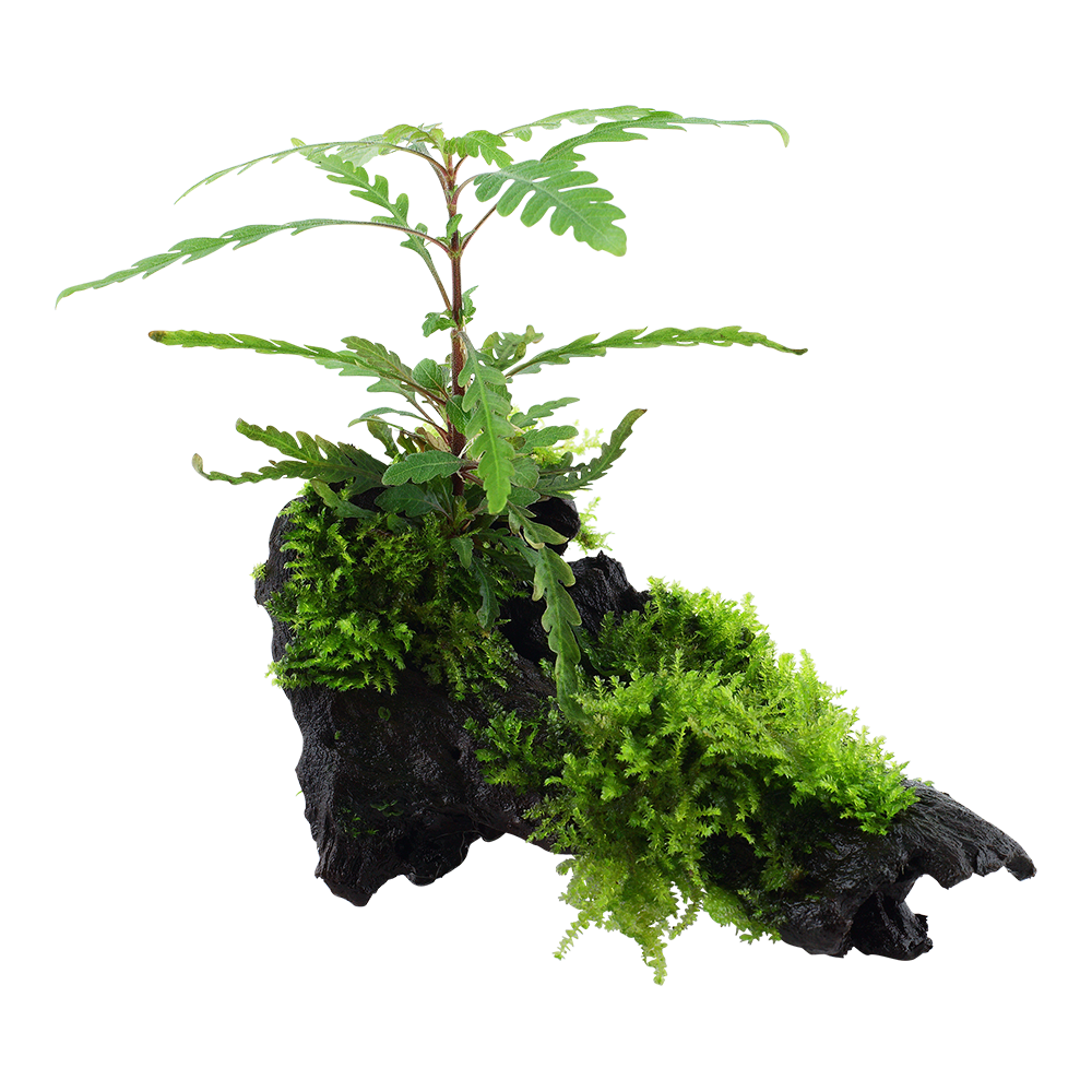 Hygrophila pinnatifida