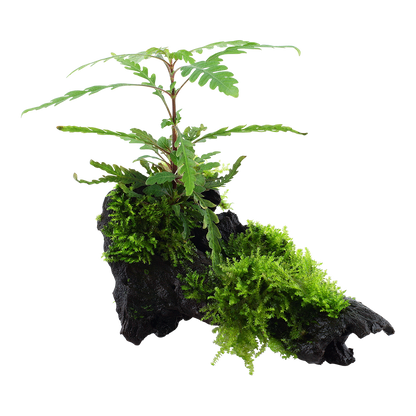 Hygrophila pinnatifida