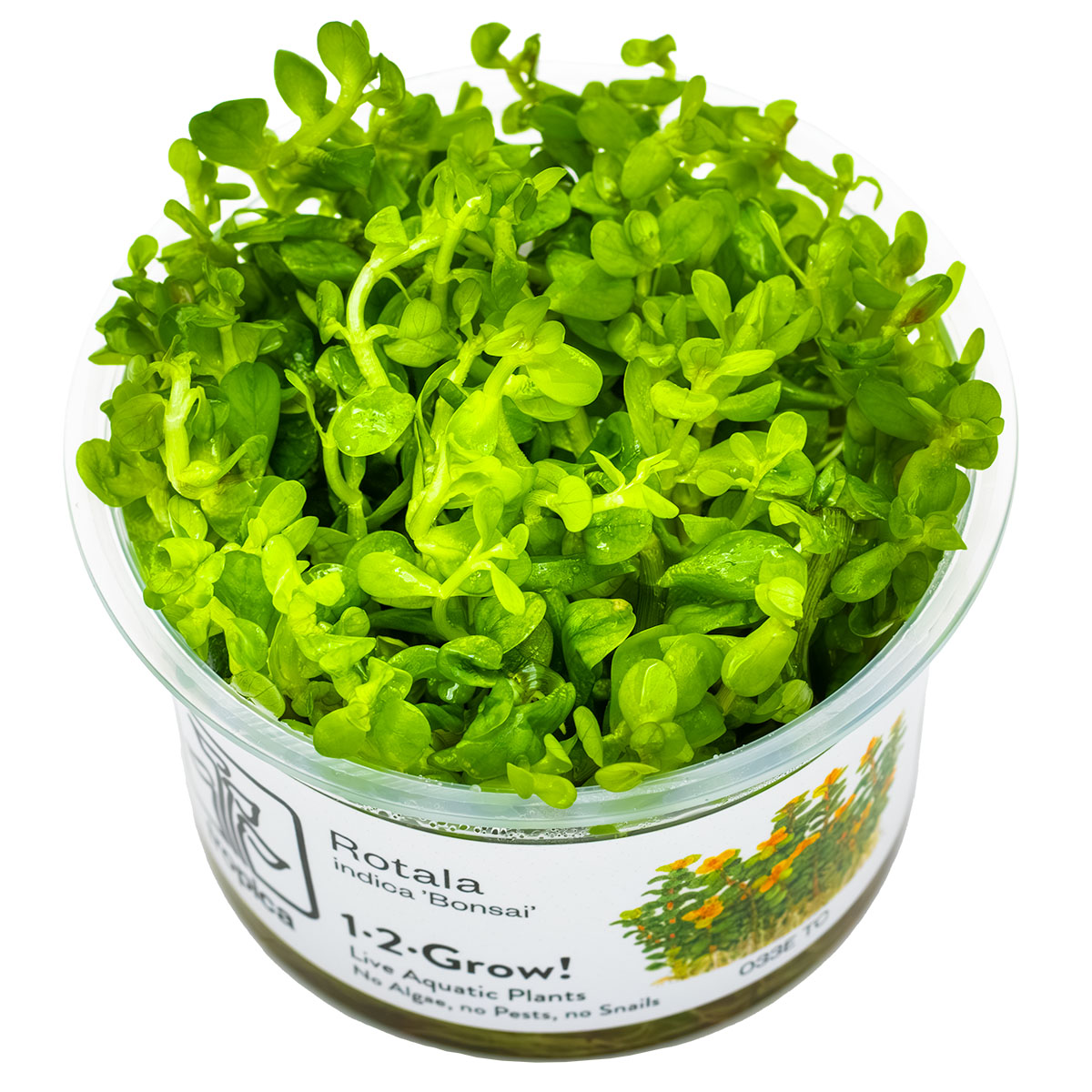 Rotala indica 'Bonsai'