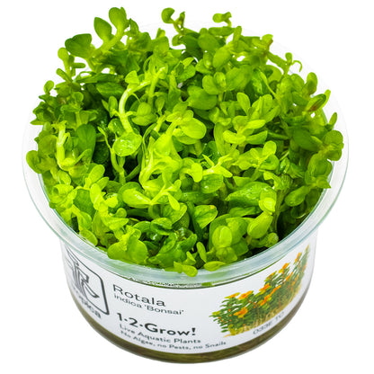 Rotala indica 'Bonsai'