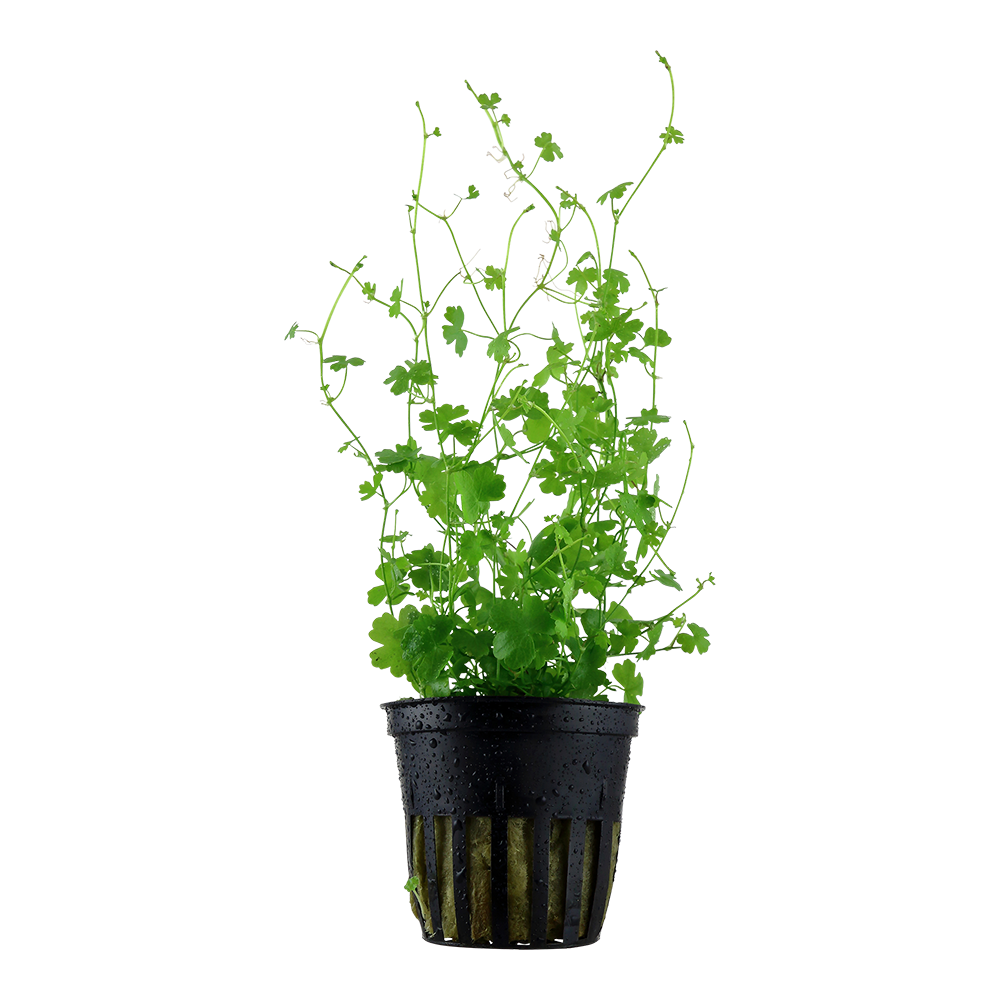 Hydrocotyle tripartita