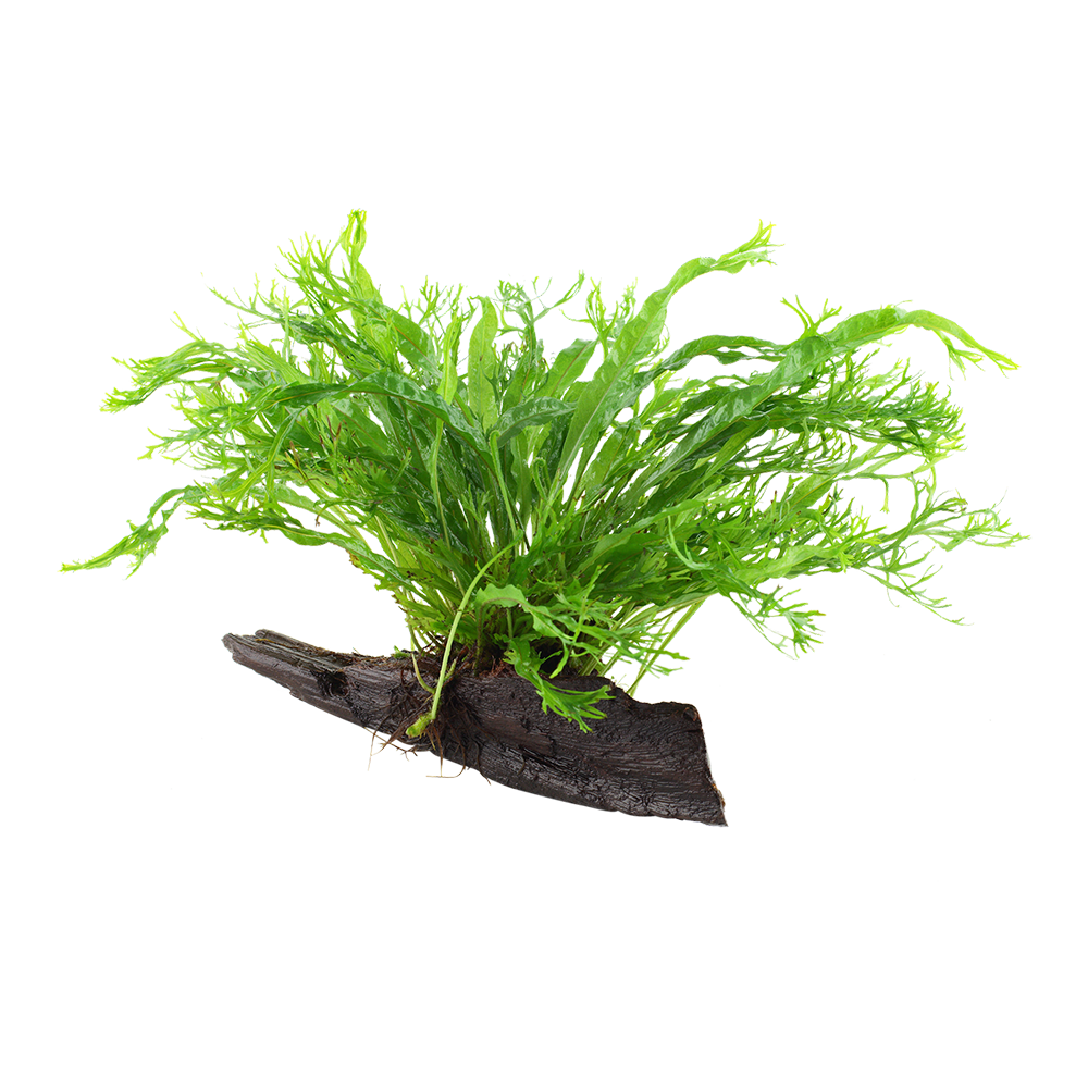Microsorum pteropus 'Windeløv'