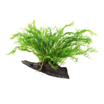 Microsorum pteropus 'Windeløv'