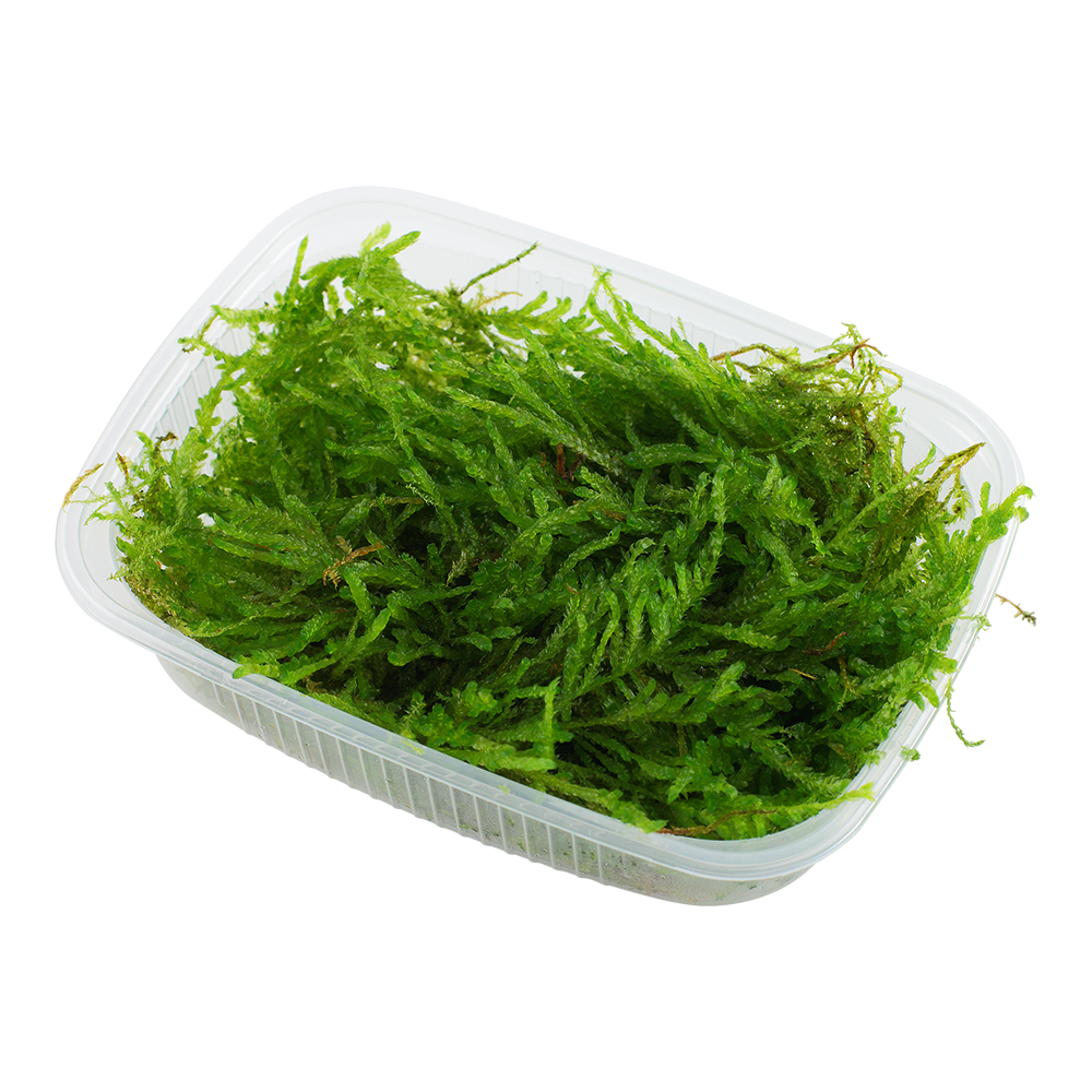 Vesicularia ferriei 'Weeping Moss'