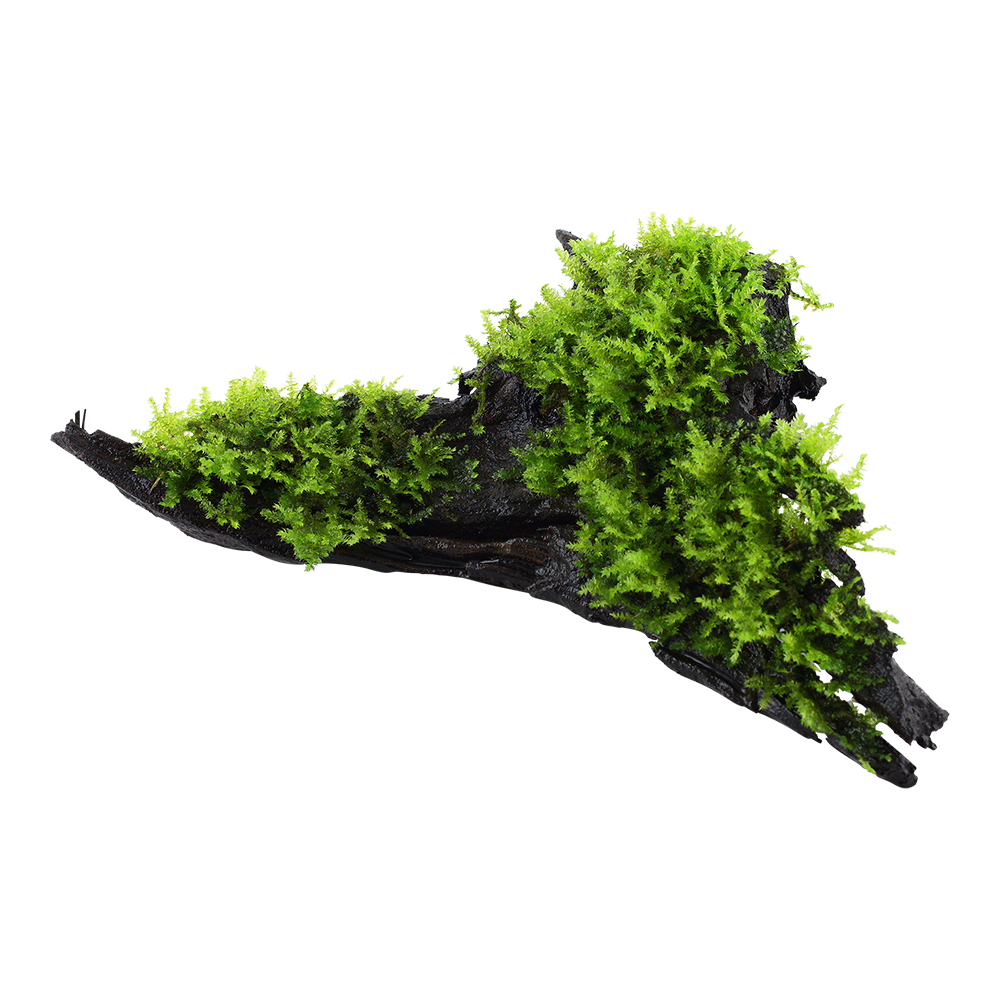 Vesicularia montagnei 'Christmas Moss'