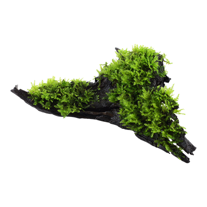 Vesicularia montagnei 'Christmas Moss'