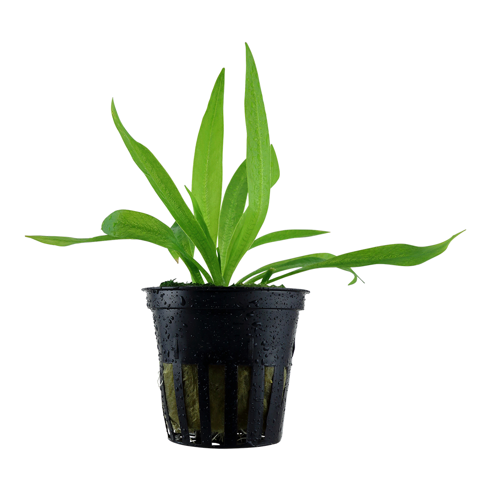 Helanthium bolivianum 'Quadricostatus'