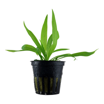 Helanthium bolivianum 'Quadricostatus'