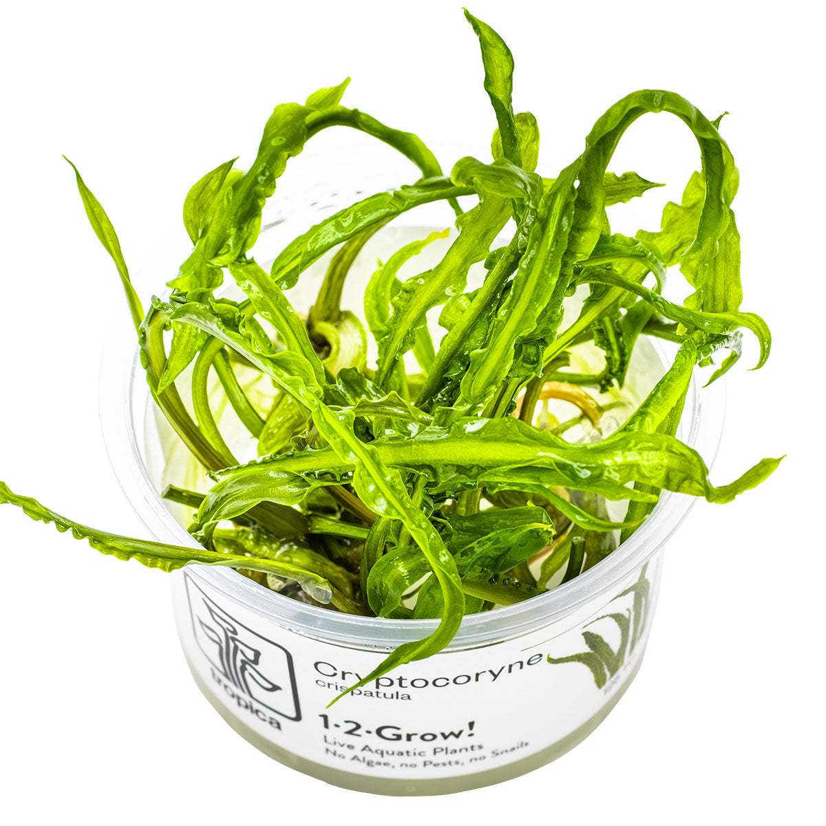 Cryptocoryne crispatula