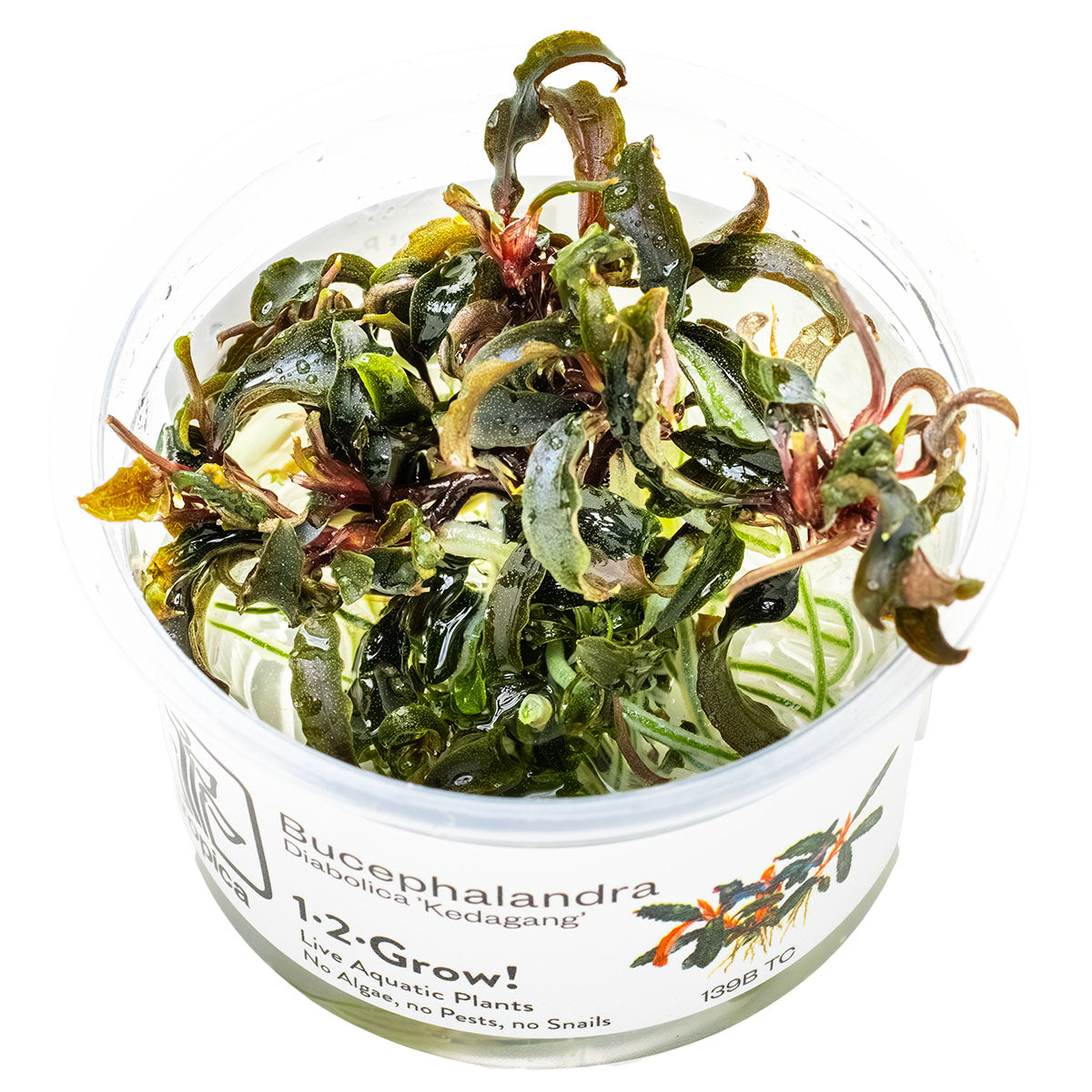 Bucephalandra 'Kedagang'