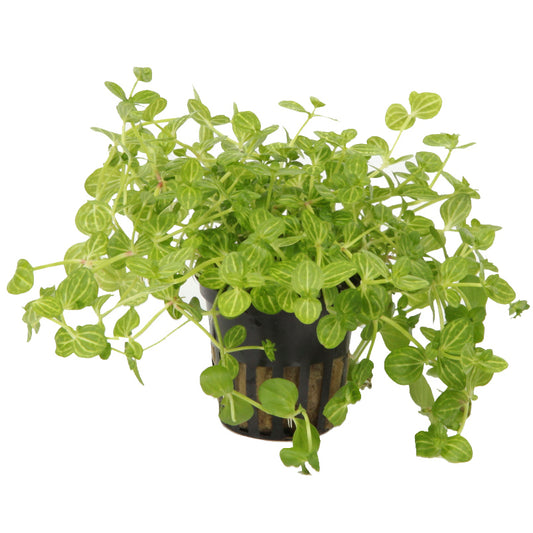 Lindernia rotundifolia