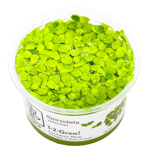 Spirodela polyrrhiza