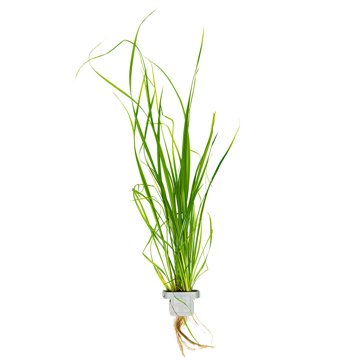 Cyperus helferi
