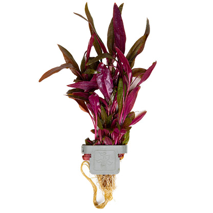 Alternanthera reineckii 'Pink'