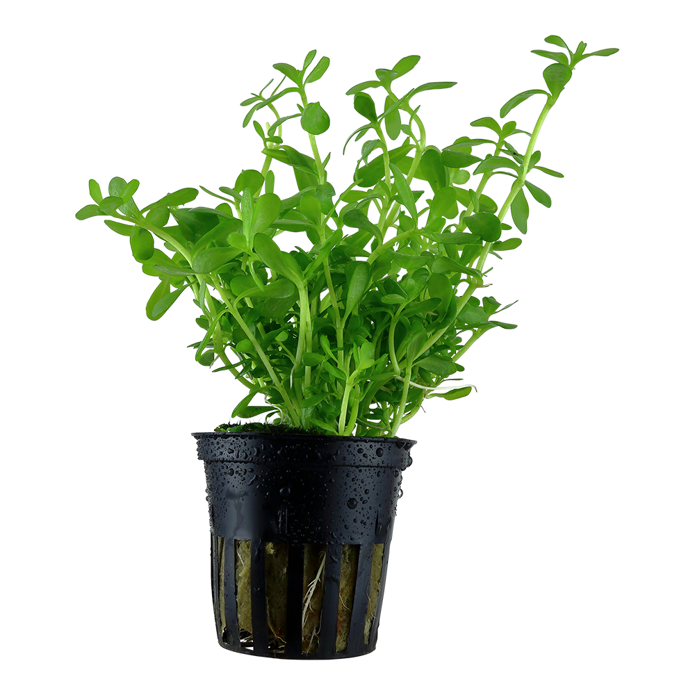 Bacopa monnieri 'Compact'