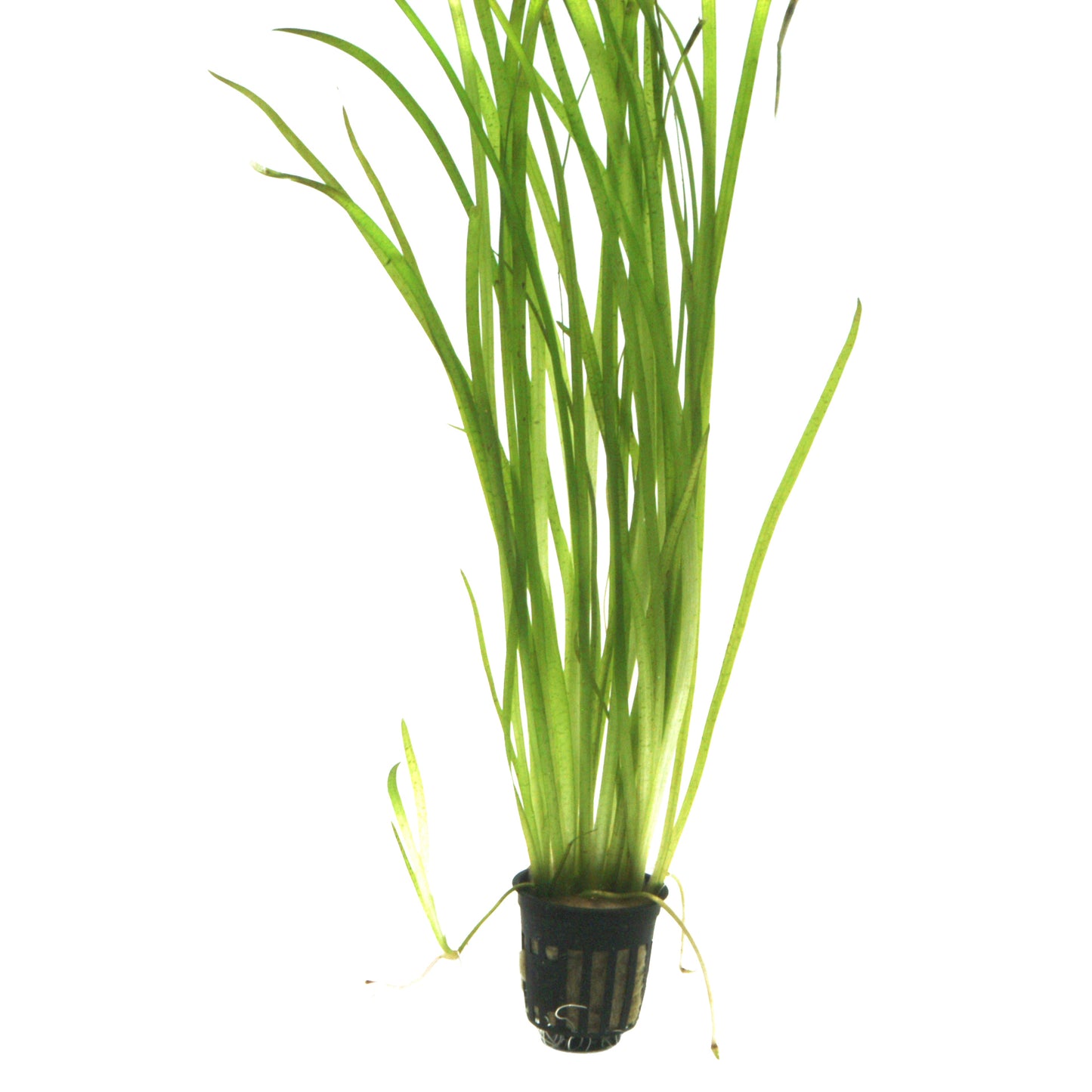 Vallisneria spiralis 'Tiger'