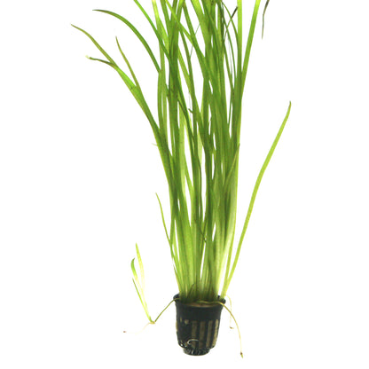 Vallisneria spiralis 'Tiger'