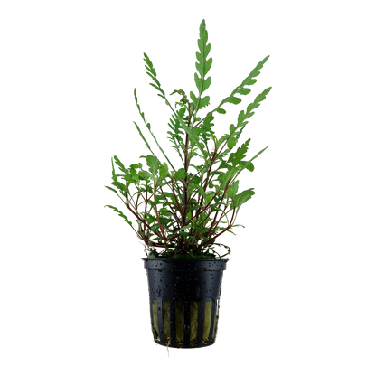 Hygrophila pinnatifida