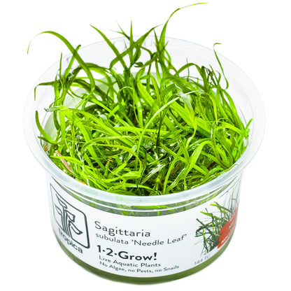 Sagittaria subulata 'Needle Leaf'