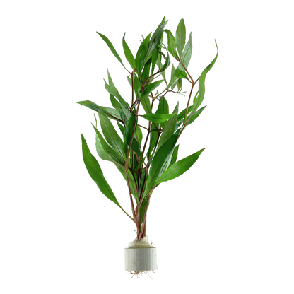 Hygrophila corymbosa