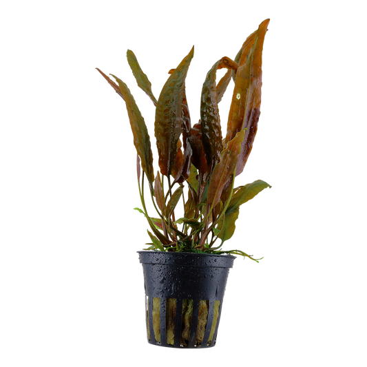 Cryptocoryne usteriana