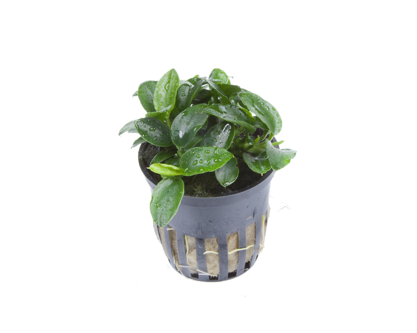 Anubias barteri 'Petite'