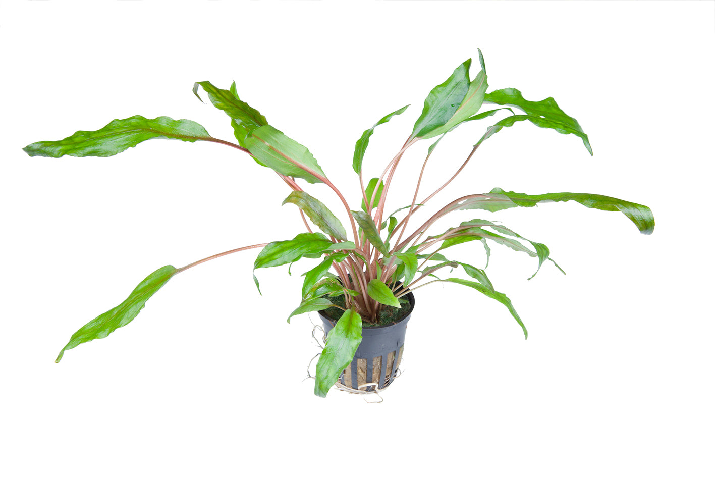Cryptocoryne wendtii 'Green'