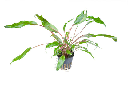 Cryptocoryne wendtii 'Green'
