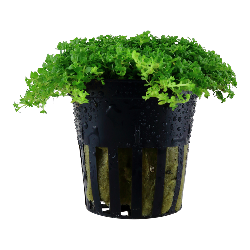 Micranthemum callitrichoides 'Cuba'