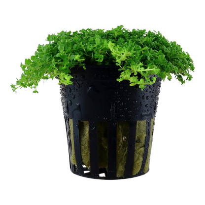 Micranthemum callitrichoides 'Cuba'