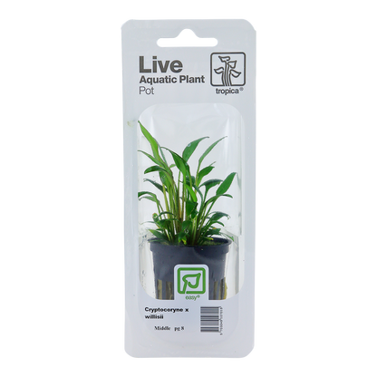 Cryptocoryne x willisii