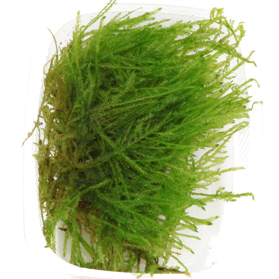 Taxiphyllum sp. 'Spiky Moss'