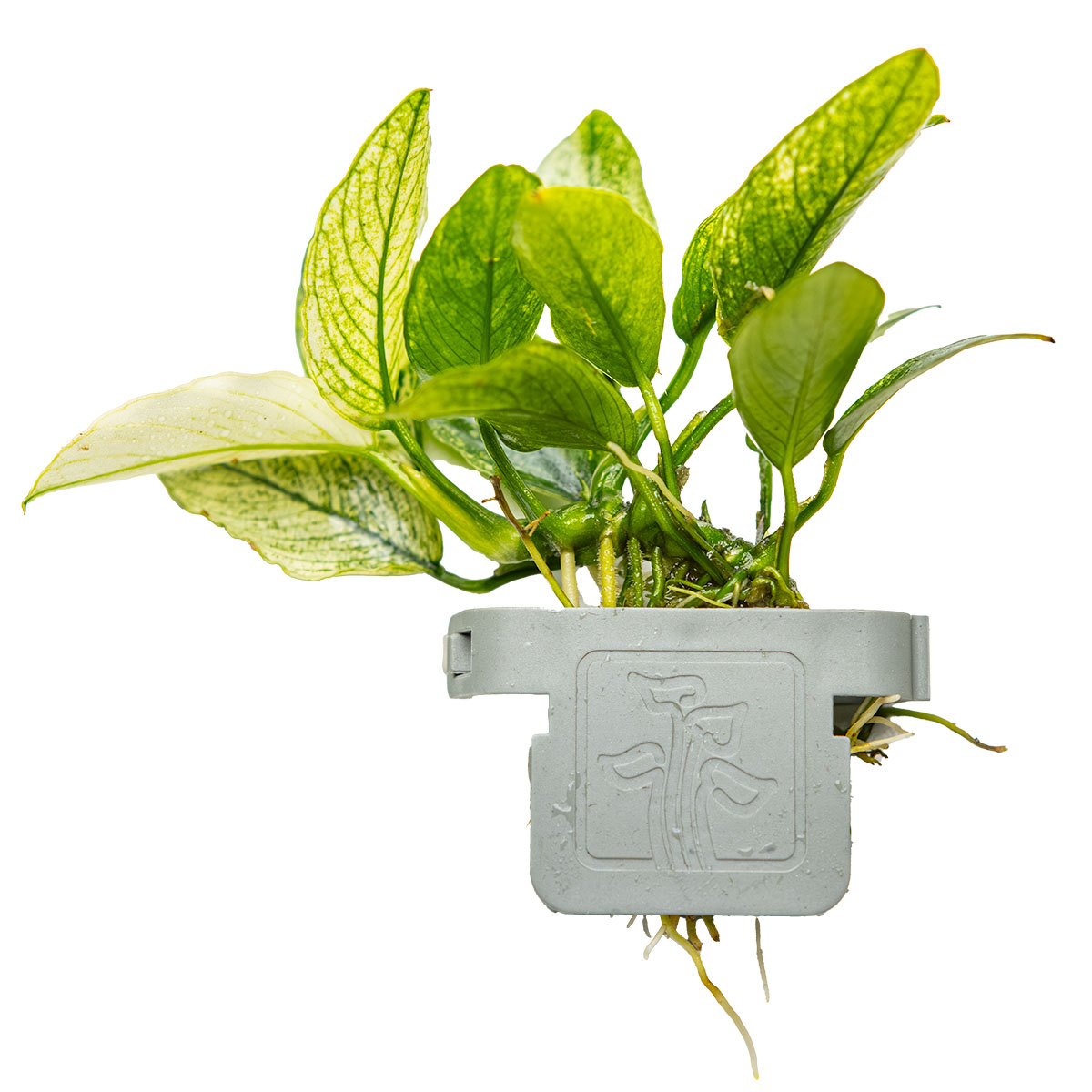 Anubias barteri var. nana ’Pinto’