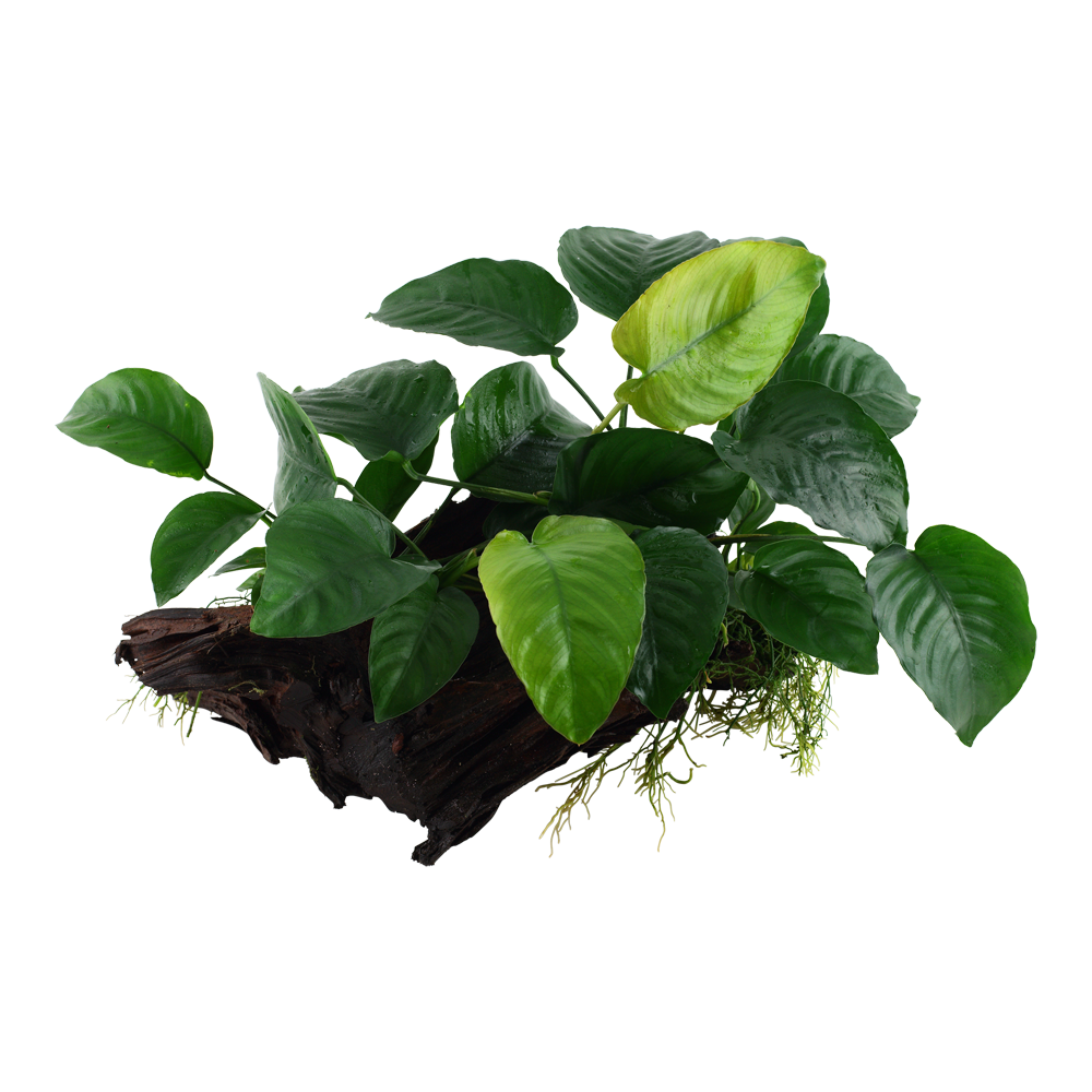 Anubias barteri caladiifolia