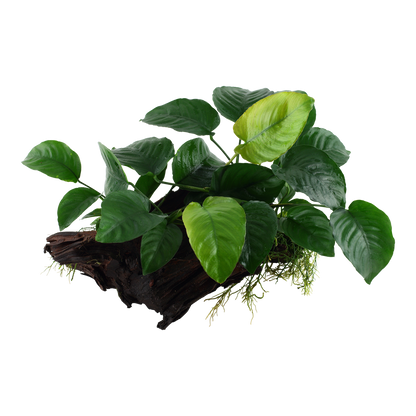 Anubias barteri caladiifolia